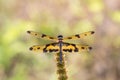 Portrait of dragonfly - Variegated Flutterer