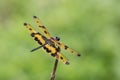 Portrait of dragonfly - Variegated Flutterer