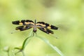 Portrait of dragonfly - Variegated Flutterer