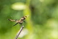 Portrait of dragonfly - Variegated Flutterer