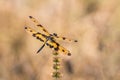 Portrait of dragonfly - Variegated Flutterer