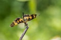 Portrait of dragonfly - Variegated Flutterer