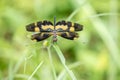 Portrait of dragonfly - Variegated Flutterer