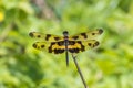 Portrait of dragonfly - Variegated Flutterer