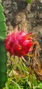 Portrait of dragonfruit fully developed waiting for harvest ripe