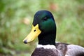 Duck\'s head close-up. Wild breeds of birds tamed by man.