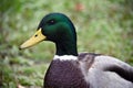 Duck\'s head close-up. Wild breeds of birds tamed by man.