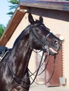 Portrait of dressage black horse