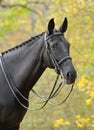 Portrait of dressage black horse