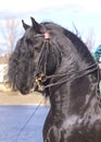 Portrait of dressage friesian horse Royalty Free Stock Photo