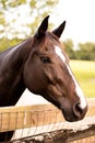 Portrait of a dressage and jumping horse in pasture, brown with white on it`s face.