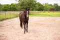 Portrait of a dressage and jumping horse in pasture, brown with white on it`s face.