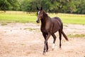 Portrait of a dressage and jumping horse in pasture, brown with white on it`s face.