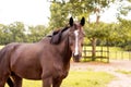 Portrait of a dressage and jumping horse in pasture, brown with white on it`s face.