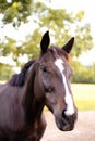 Portrait of a dressage and jumping horse in pasture, brown with white on it`s face.