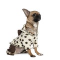 Portrait of dressed up pug in polka dots Royalty Free Stock Photo