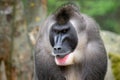 Portrait of Drill monkey, Mandrillus leucophaeus Royalty Free Stock Photo