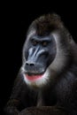 Portrait of Drill monkey, Mandrillus leucophaeus. Monkey head isolated and black background Royalty Free Stock Photo