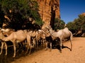 Portrait of drinking camels in canyon aka guelta Bashikele ,East Ennedi, Chad Royalty Free Stock Photo