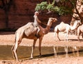 Portrait of drinking camels in canyon aka guelta Bashikele ,East Ennedi, Chad Royalty Free Stock Photo