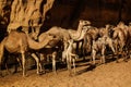 Portrait of drinking camels in canyon aka guelta Bashikele ,East Ennedi, Chad Royalty Free Stock Photo