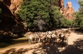 Portrait of drinking camels in canyon aka guelta Bashikele ,East Ennedi, Chad Royalty Free Stock Photo