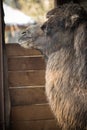 Portrait of dromadery camel head face