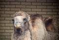 Portrait of dromadery camel head face looking at camera