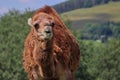 Portrait of Dromedary Camel in Czech Farm Park