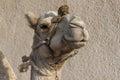 Portrait of a dromedary camel with head collar Royalty Free Stock Photo