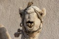 Portrait of a dromedary camel with head collar Royalty Free Stock Photo