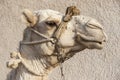 Portrait of a dromedary camel with head collar Royalty Free Stock Photo