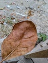 portrait of dry jackfruit leaves