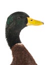 Portrait duck Royalty Free Stock Photo