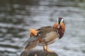 Portrait of Duck. Close up male mandarin duck Aix galericulata Royalty Free Stock Photo