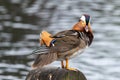 Portrait of Duck. Close up male mandarin duck Aix galericulata Royalty Free Stock Photo