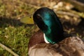 Portrait of a duck Mallard - France Royalty Free Stock Photo