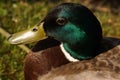 Portrait of a duck Mallard, in the sun - Close-up - France Royalty Free Stock Photo