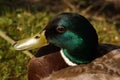 Portrait of a duck Mallard, in the sun - France Royalty Free Stock Photo