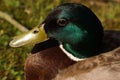 Portrait of a duck Mallard - Front view - France Royalty Free Stock Photo