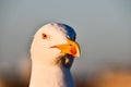 portrait of a duck, photo as background Royalty Free Stock Photo