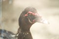Portrait of duck with red wattles Royalty Free Stock Photo