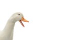 portrait duck on a white Royalty Free Stock Photo