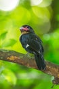 Portrait of Dusky Broadbill Royalty Free Stock Photo