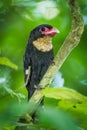 Portrait of Dusky Broadbill Royalty Free Stock Photo