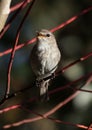 Portrait of a Dusky Flycatcher Royalty Free Stock Photo