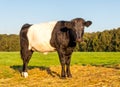Portrait of a Dutch belted cow Royalty Free Stock Photo