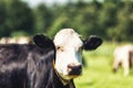 Dutch Holstein black and white cow in a meadow Royalty Free Stock Photo