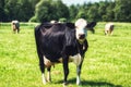 Dutch Holstein black and white cow in a meadow Royalty Free Stock Photo