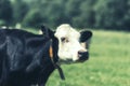 Dutch Holstein black and white cow in a meadow Royalty Free Stock Photo